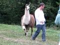 Funny Llama Attack!! - YouTube