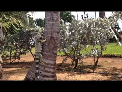 Omny style video  - Halva Shekerola / performing Shira Utfila