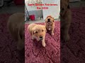 Golden Retriever dogs for sale: Scout - Video 1