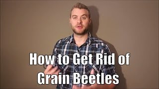 A few easy tips for how to get rid of grain beetles