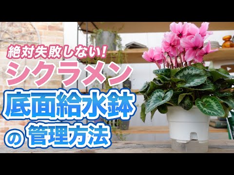 給水ジェルの作り方は？外出中に植物に水分を与えるためのその他の 2 つの方法をすべてお伝えします。  庭園