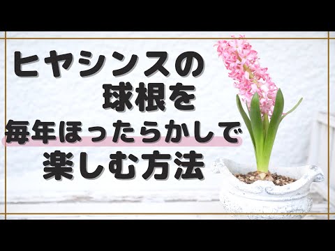 ジャスミンを鉢植えで育てる方法