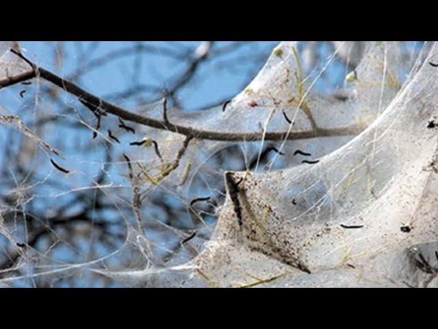 В Ангарск вернулась горностаевая моль