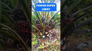 Download lagu panen sawit luas 2 hektar jika buah begini semua, menyala dompet #viralshorts mp3 Download lagu panen sawit luas 2 hektar jika buah begini semua, menyala dompet #viralshorts mp3