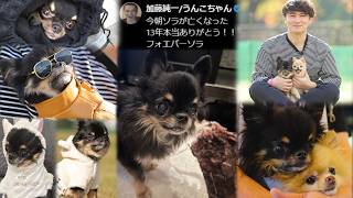 愛犬ソラが亡くなった話【2026/08/31】