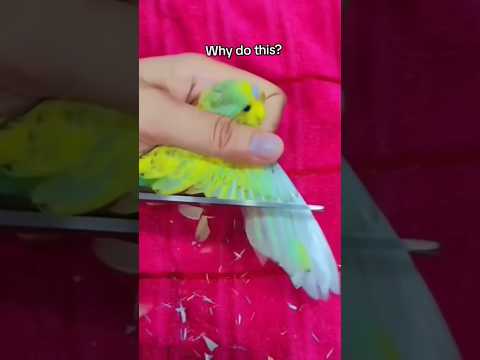 Don't do this 😢 Birds also have a heart 🥺❤ #parrot #birds #parrorts #handtame #lovebirds #pets