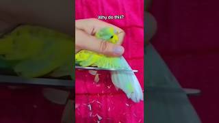 Download lagu Jangan lakukan ini 😢 Burung juga punya hati 🥺❤ #burungbeo #burung #burungbeo #jinak #burungcinta #hewanpeliharaan mp3