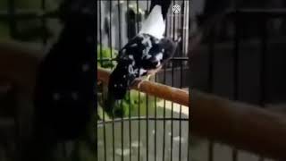 Download lagu Murai Blorok gacor sambil sujud ikuti alunan nada #shorts mp3