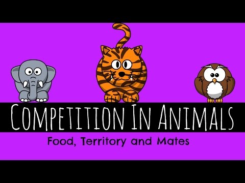 Competition — Definition & Examples - Expii