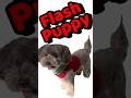 Kiko the Maltipoo as Flash Puppy! ‼️🐶❤️ #shorts #funny #dog