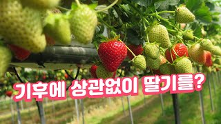 기후변화에 상관없이 딸기를 키울 수 있는 기술 / YTN 사이언스