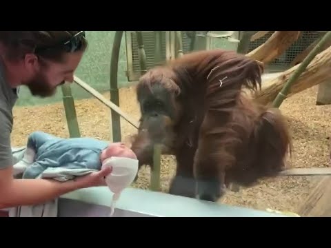 Family shares heartfelt moment as Louisville Zoo orangutan asks to see newborn