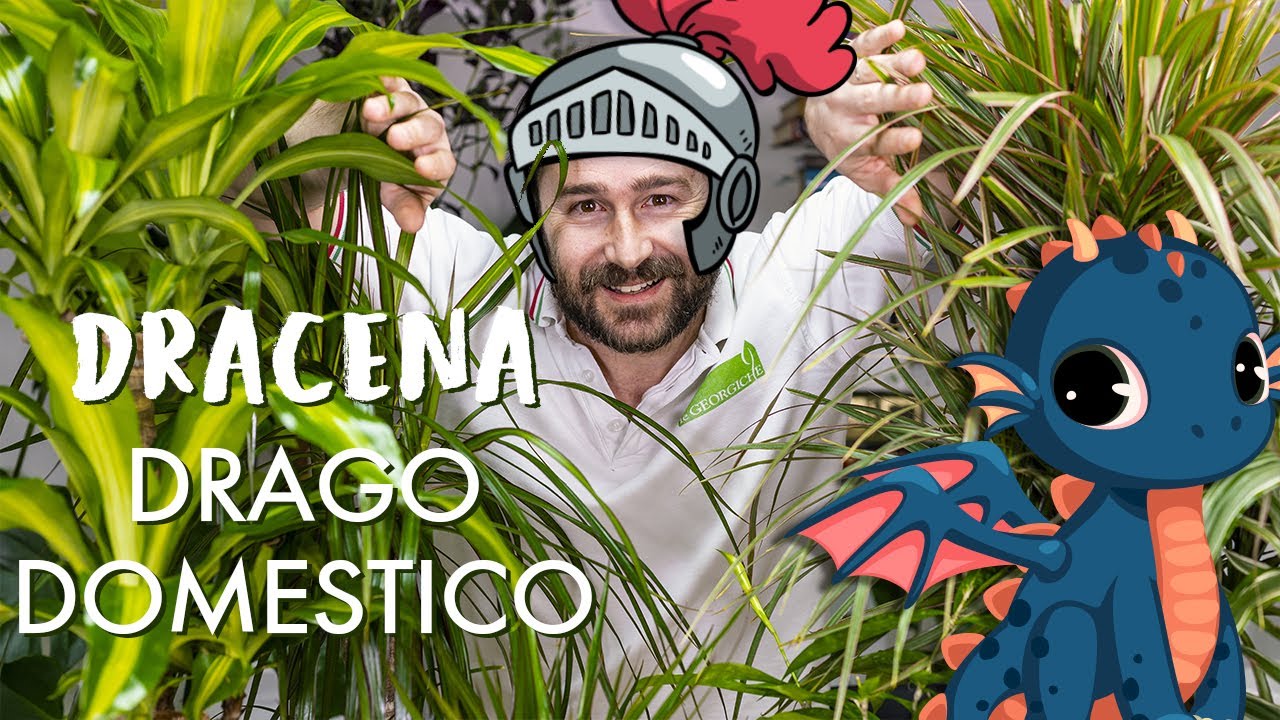 Watch Now Dracena, come prendersi cura di un drago di pianta! Dracena, come prendersi cura di un drago di pianta!