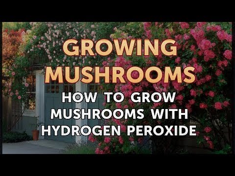 How to Grow Truffles Indoors