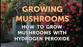 How to Grow Mushrooms with Hydrogen Peroxide