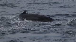 Random Clips of Alaska Cruise