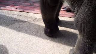 preview picture of video 'baby elephant with wounds at the Surin Elephant Round Up in Thailand'