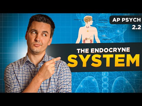 The Endocrine System [AP Psychology Unit 2 Topic 2]