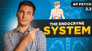 The Endocrine System [AP Psychology Unit 2 Topic 2] (2.2)