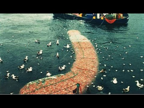 Big Catch Fishing in The Deep Sea With Big Boat | KADAL