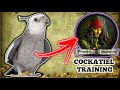 Singing training for cockatiel - Pirates of the Caribbean movie theme [COCKATIEL WHISTLE TRAINING]