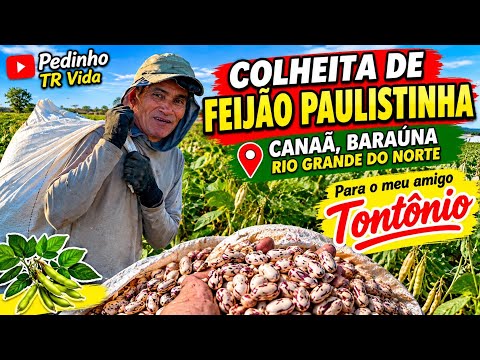🌱 COLHEITA DE FEIJÃO VERDE COM PEDINHO E TONTOI! | Canaã, Baraúna-RN