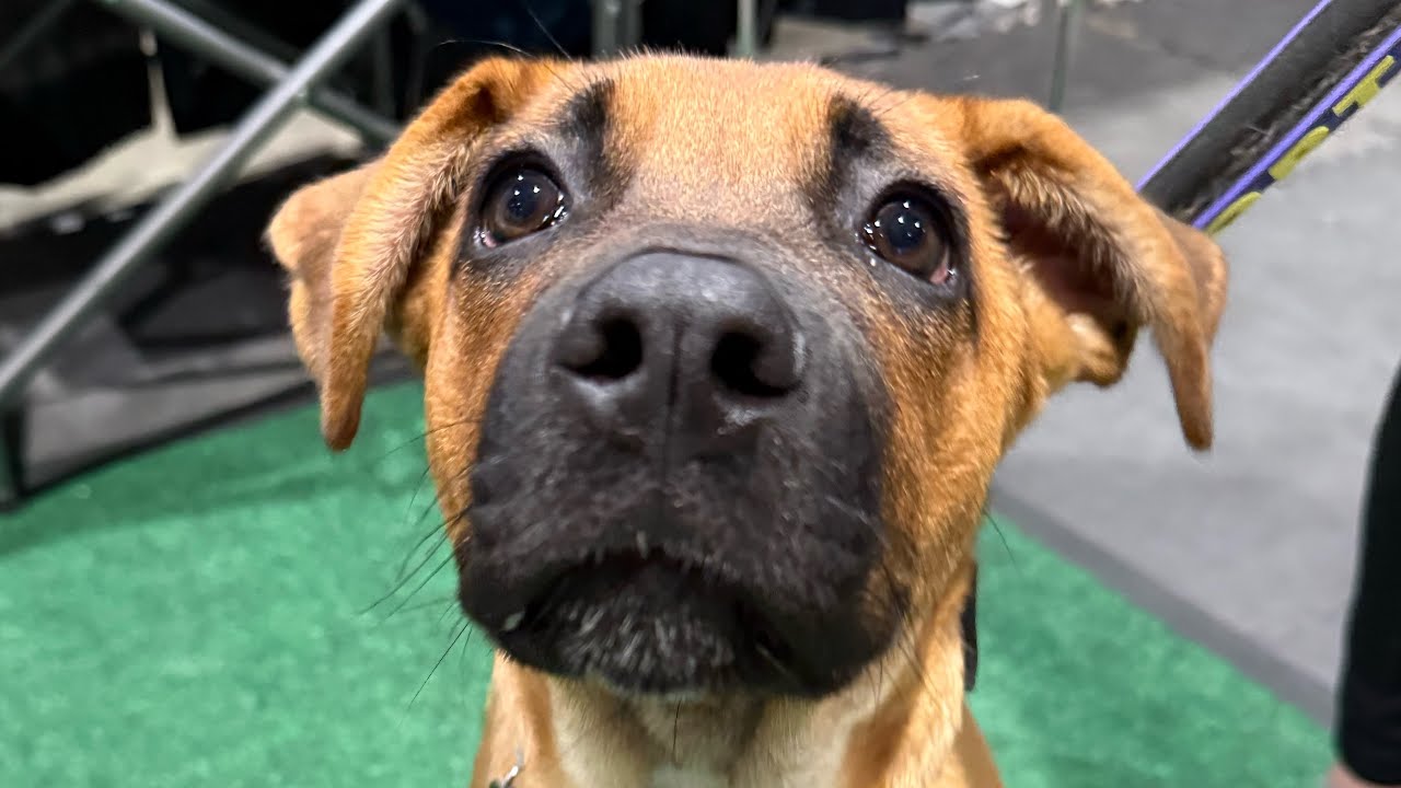 Enlarge Sam, a Adoptable mixed breed in Ridgefield , WA video 6/6