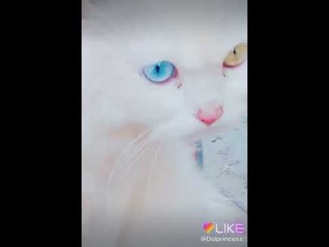 Allah pak ki kudrat cat eyes different