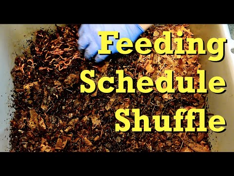 Shuffling feeding plan for paired-up worm bins - vermicomposting