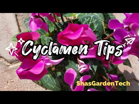 , title : '🔴 Beautiful plant at Home 🏡/ cyclamen growing tips 10'