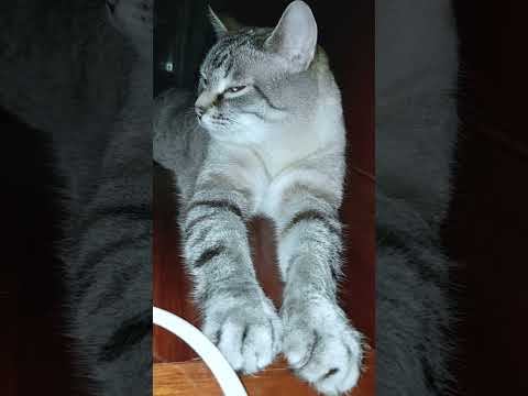 🐱My Big Cat Family - Bodik, Mahes & Syrok  #short #shortvideo #shortscatsvideos #cats #cat #cutecats
