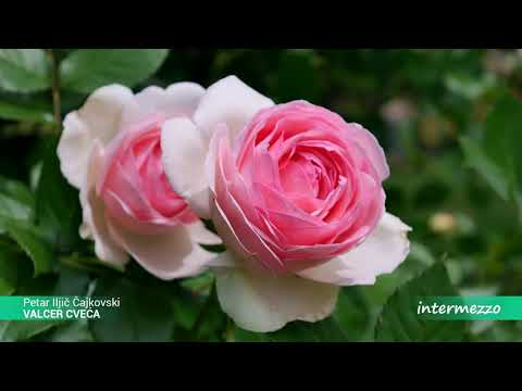CAJKOVSKI -  VALCER CVECA