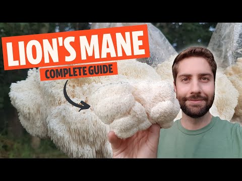 YouTube video about How to Use Lion’s Mane