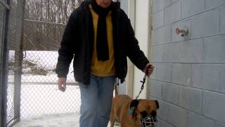 How to Use a Training Collar And Short Leash - Part Two - How to Walk Your Dog