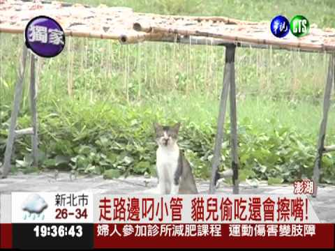 貓兒偷"腥"! 澎湖小管搞失蹤?
