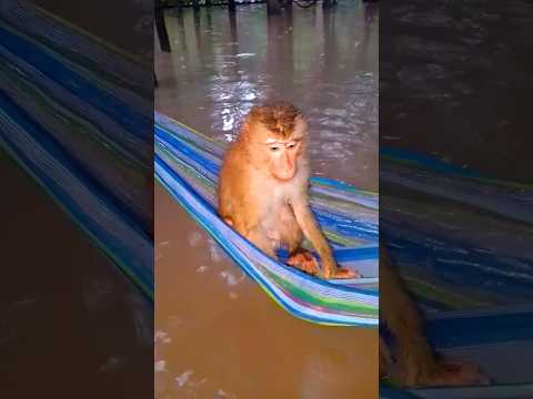 mommy sleep in a hammock