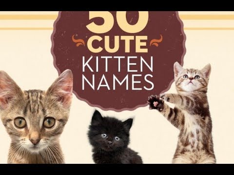 download lagu mp3 mp4 Sophisticated Cat Names, download lagu Sophisticated Cat Names gratis, unduh video klip Sophisticated Cat Names