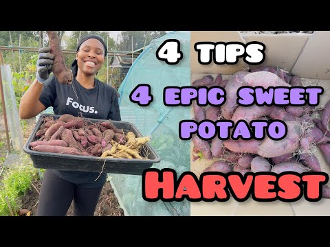 UK GROWN PURPLE SWEET POTATO HARVEST 2023 // BLUE ZONE SWEET POTATOES UK 🇬🇧