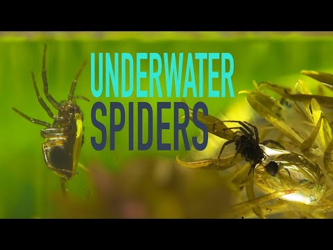 A spider that lives entirely underwater, but still breaths air.