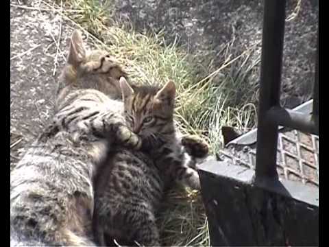 Bolszewo 28 08 2014 08 06 02 39 47