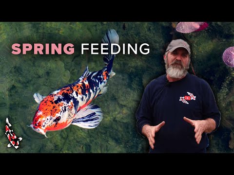 Koi Feeding Time