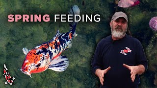 Feeding Your Koi in the Spring