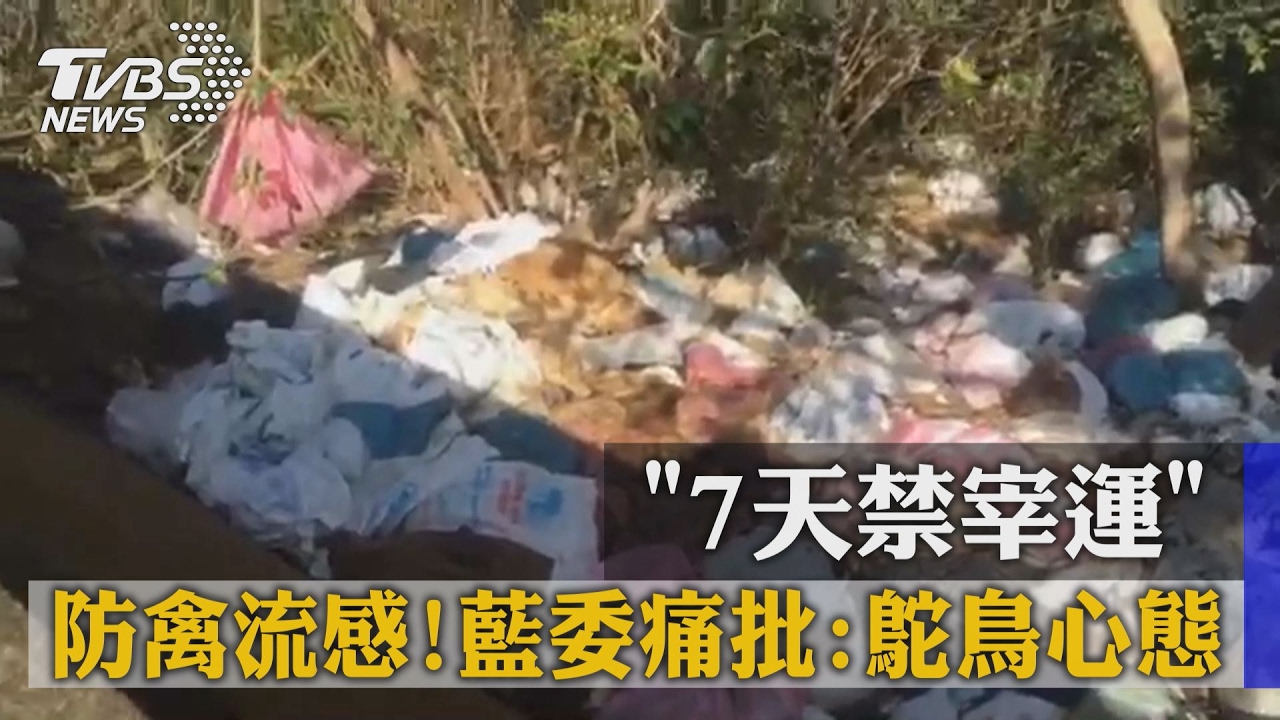 「7天禁宰運」防禽流感！　藍委痛批：鴕鳥心態