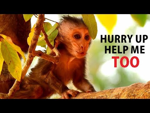 HURRY UP HELP ME TOO !! Last Sound Of Bellona| Second Act kidnapper Tara before lost Bellona forever