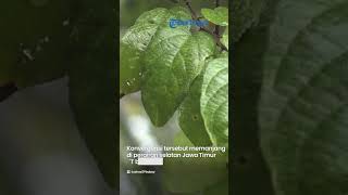 Hujan Lebat Diperkirakan Guyur 29 Wilayah pada Kamis 23 Februari 2023