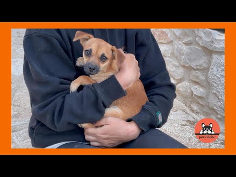 Rescued Puppy Andrea is Adopted