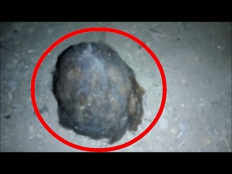 That it is an Alien or unknown creature found in the basement. unidentified creatures. amazing finds Video