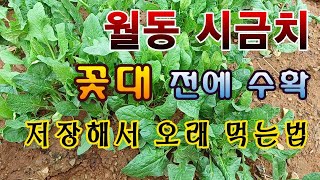 [텃밭농부.967]  월동시금치 꽃대 올라 오기 전에 수확해서 오래 보관하는 방법