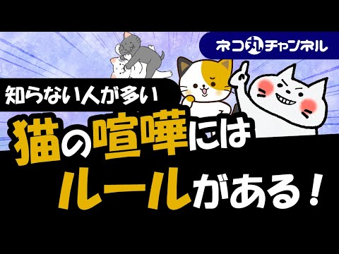 猫の喧嘩を避けるためのヒント