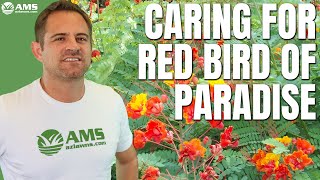 Growing and Caring of Red Bird of Paradise in Phoenix